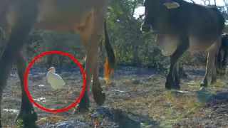 ¿Garzas que siguen a vacas? Esto captó una cámara trampa en Yucatán (Video)