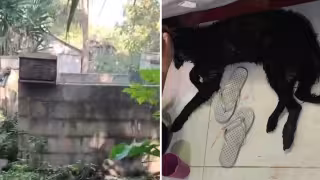 Abejas matan mascotas en Xbacab, Champotón; pobladores exigen retirar apiario del pueblo