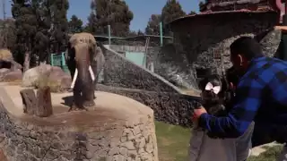 Ted llegó al zoológico de Zacango en 1980