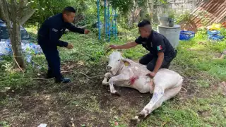 Policías municipales fueron los encargados de resguardar al becerro