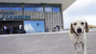 Entre turistas y ferrocarriles: "Pérez" alegra a visitantes en la estación del Tren Maya de Campeche