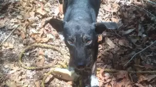 Rescatan a dos perros luego de caer dentro de cenotes en Tizimín, Yucatán