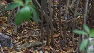 Humedales de Yucatán pierden 100 hectáreas al año por asentamientos humanos: Cinvestav