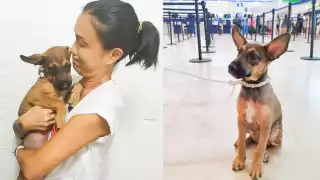 El cachorro tenía dos meses cuando fue rescatado de la calle