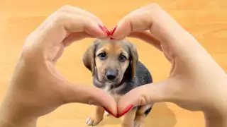 El 21 de julio se conmemora la compañía y el cariño de los perros