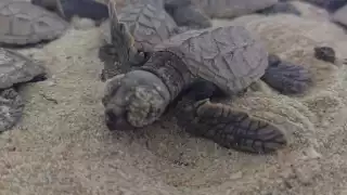 Este 2023, la especie carey (Eretmochelys imbricata) fue la que dominó con un 98 por ciento de presencia