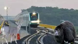 En el recorrido del Tren Maya se podrán apreciar múltiples especies