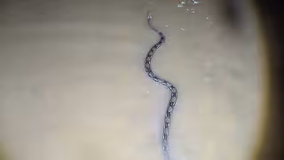 Captan en video a una boa desplazándose entre las calles inundadas de Conkal