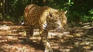 Sobre el jaguar, apuntó que el monitoreo ha permitido conocer la salud y estado actual de su población