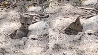 Video capta a cría de zorro saliendo de su madriguera en la Selva Maya de Guatemala