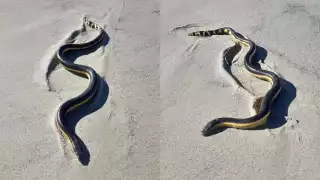 Hydrophis platurus: la espectacular serpiente marina que apareció en playas de Oaxaca