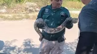 La boa fue retirada para ser trasladada lejos de las zonas habitacionales de Progreso