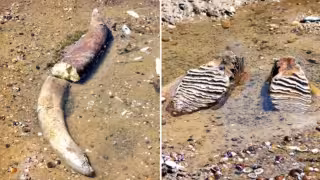 Bajo nivel del Danubio deja al descubierto restos de un mamut en Bulgaria