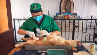 Avanza control animal en Yucatán: mil cirugías y 16 mil vacunas en el primer trimestre de 2026