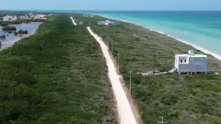 ¿Qué es un bosque costero?