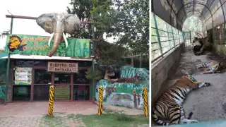 Fue en 2021 la última vez que nacieron tigres de bengala en el Zoológico de Chihuahua