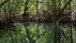 El carbono azul tiene una gran importancia para enfrentar al cambio climático