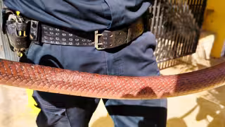 Capturan en una casa de Valladolid a una serpiente Ekuneil, de las de mayor longitud que habita en la Península