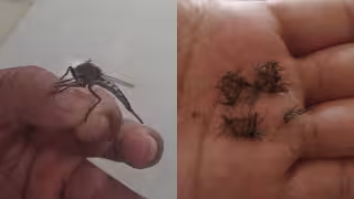 ¿Mosquitos gigantes en Yucatán? La Secretaría de Salud explican de qué se tratan