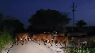 Algunos conductores reportaron a los agentes locales que cerca de 100 reses se encontraban tapando la carretera