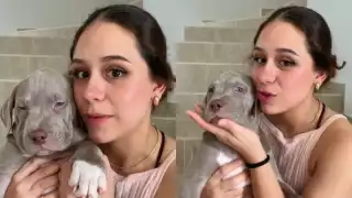   “VivaAerobus me cambió a mi cachorra”: Pasajera exhibe intercambio de perros en un vuelo a Mérida  