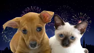 La pirotecnia causa graves daños a las mascotas