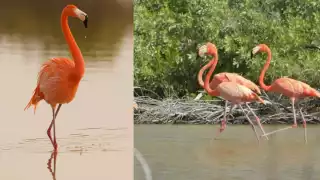 Algunos ejemplares fueron registrados hace 20 años y están de vuelta en Punta Sur