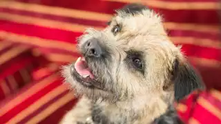 La cachorra recorrió una distancia inexplicable. Foto: Especial