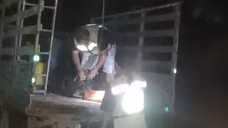 Enjambre de abejas mata a mascotas de familias de Chetumal