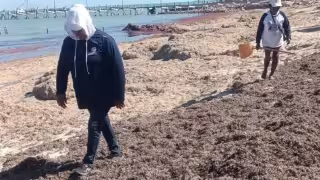 Sargazo en Yucatán: fenómeno natural con impacto moderado y sin emergencia sanitaria