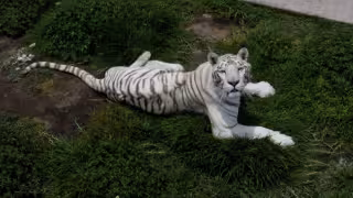 Capturan a tigre de bengala que escapó en Tepetlaoxtoc; será llevado al Zoológico de Zacango