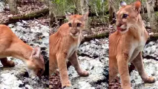 En Campeche, se han registrado más avistamientos de los felinos que habitan en la selva