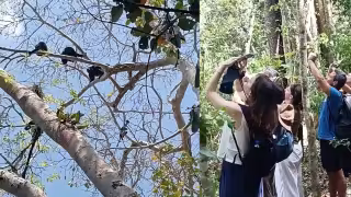 Captan monos aulladores en la selva de Calakmul; visitantes registran sorprendente encuentro