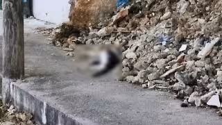 Investigan presunto envenenamiento de gatos en el Sur de Mérida