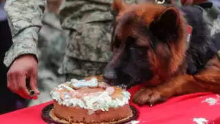 Arkadas llegó el pasado 3 de mayo a México