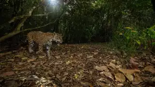 Gran Calakmul es la reserva más grande de México y la segunda tras el Amazonas