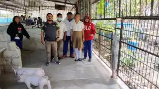 Los pollos servían en la secundaria para un proyecto de engorda