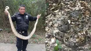 La boa fue liberada lejos de las viviendas para que continúe su camino