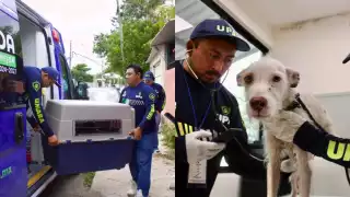 Autoridades rescatan a cuatro perros víctimas de maltrato en Mérida