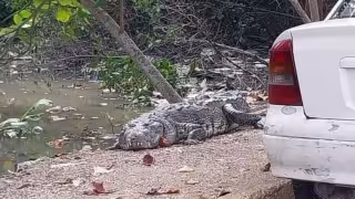 Cocodrilos salen a las calles en el Sur de Progreso y generan alerta vecinal