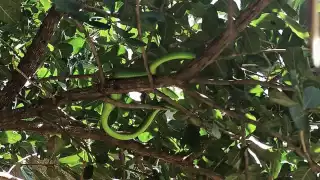 La serpiente medía 70 centímetros