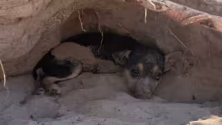Piden crear Protección  Animal ante crisis de fauna  callejera en Hunucmá
