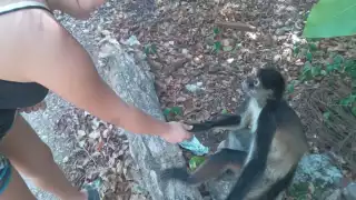 “El monito es cariñoso”: X-Panhatoro defiende al mono araña que recorre sus calles