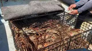 Restaurantes buscan soluciones para mantener viva esta delicia marina y satisfacer la demanda de los exigentes turistas en busca de platillos frescos