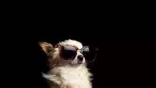 En esta temporada de calor mantén hidratada a tu mascota y lejos del rayo del sol