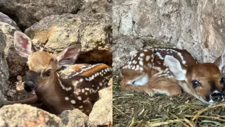 Zoológico de Tizimín celebra el nacimiento de cuatro crías de venado cola blanca