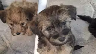 Calor en Yucatán aumenta la reproducción de garrapatas; perros, los principales afectados