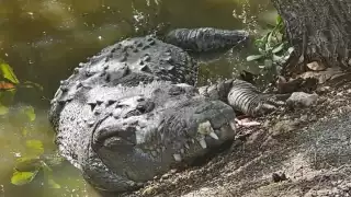 Los cocodrilos fueron captados por los vecinos de Progreso