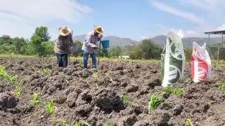 El programa Fertilizantes para el Bienestar beneficia de manera directa a productores y consumidores, al tiempo que se avanza hacia la autosuficiencia alimentaria