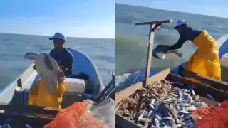 Pescador libera tortuga lora en la Laguna de Términos y da ejemplo de conservación ambiental